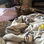 Cat sleeping peacefully